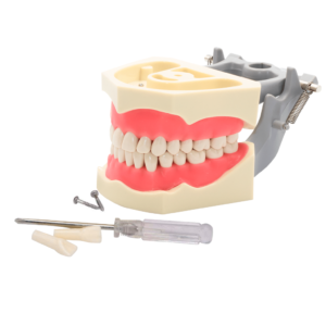 TYPODONTO TIPO COLUMBIA